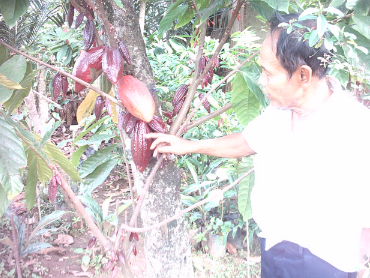 petanikakao.png rahasia sukses petani kakao